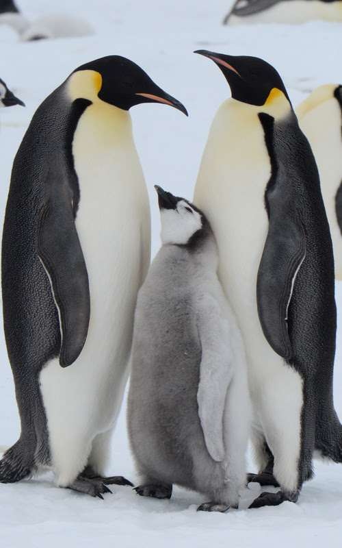 Antarctic Emperor Penguin