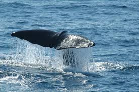 Arctic Whales